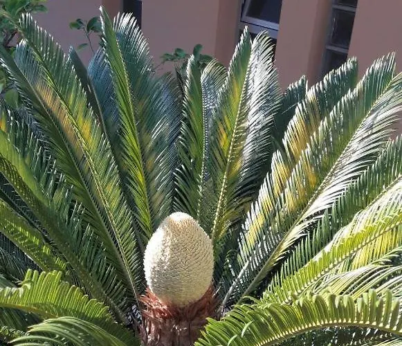 Larenzia 卡托利卡